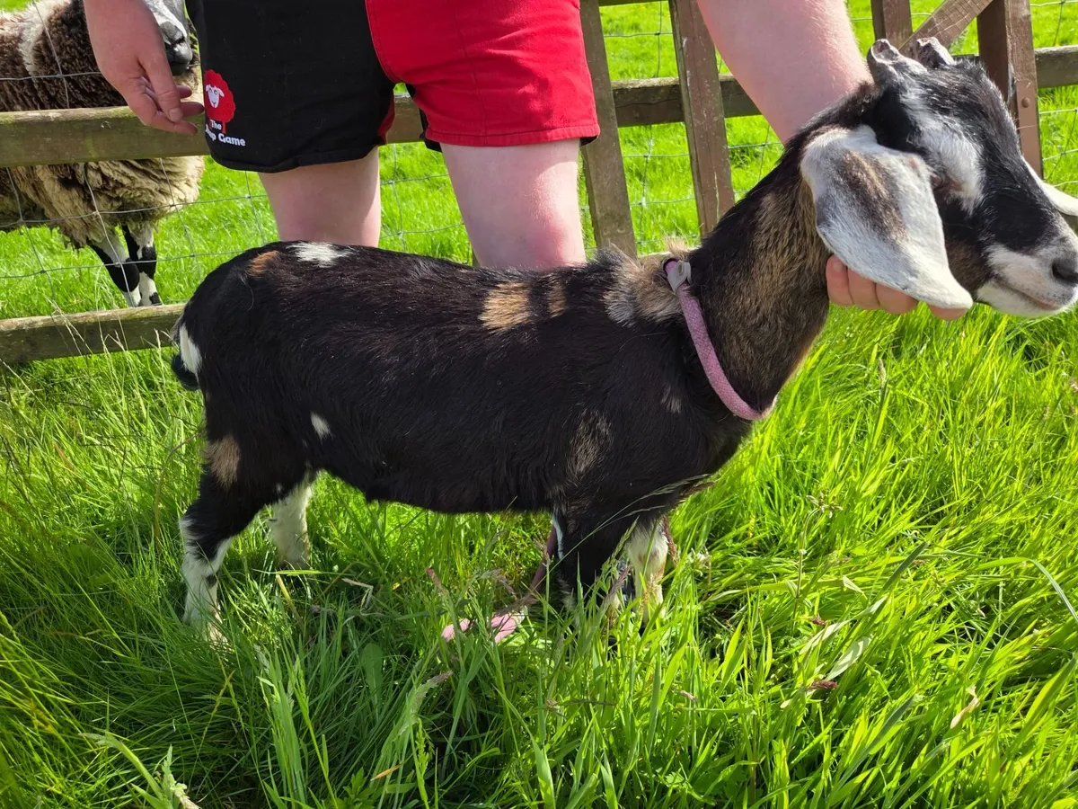 Male goat kids - Image 4