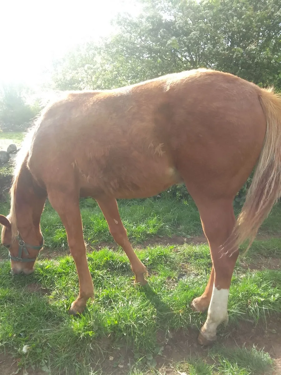 ISH  Yearling  Filly - Image 3