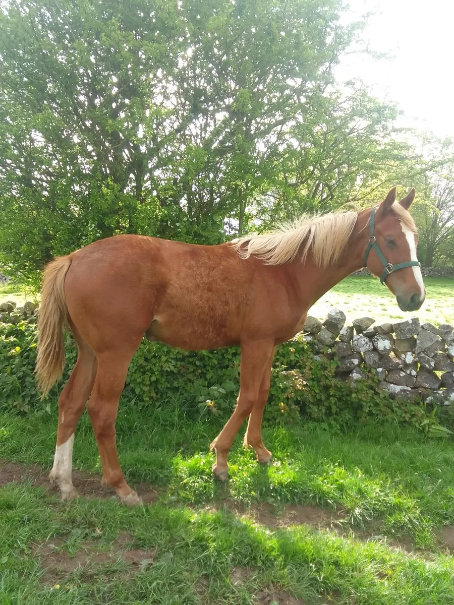 ISH  Yearling  Filly - Image 1