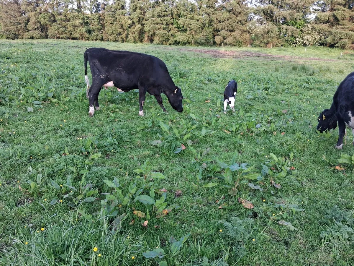 Calved British Friesian Heifer - Image 2