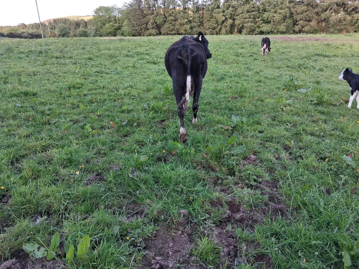 Calved British Friesian Heifer - Image 4