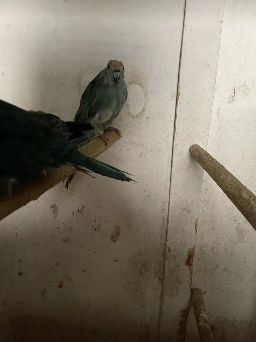 Proven Kakariki Pair - Image 1