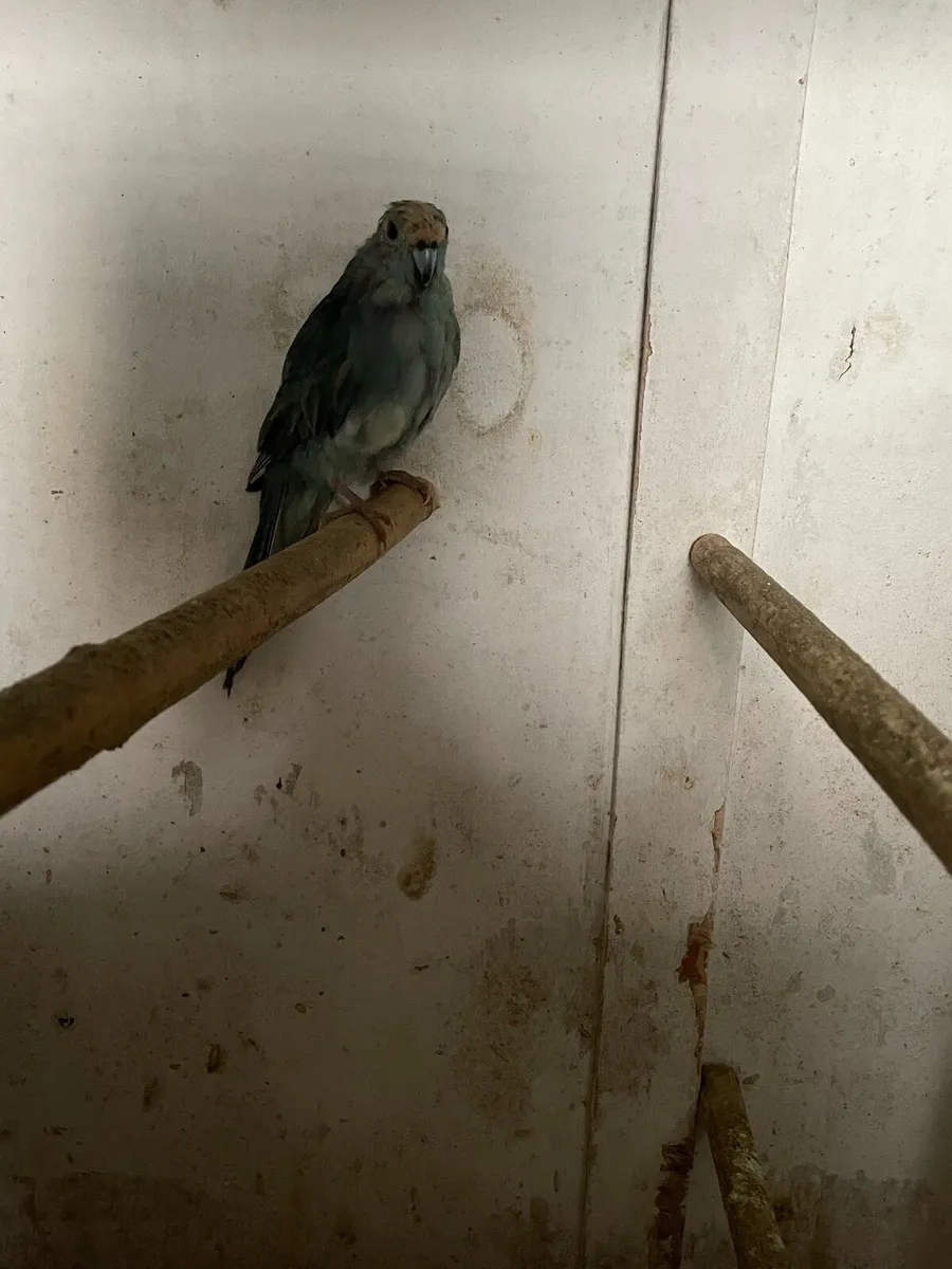 Proven Kakariki Pair - Image 2