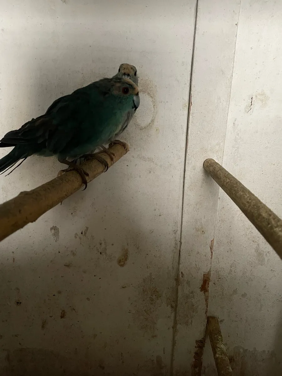 Proven Kakariki Pair - Image 3
