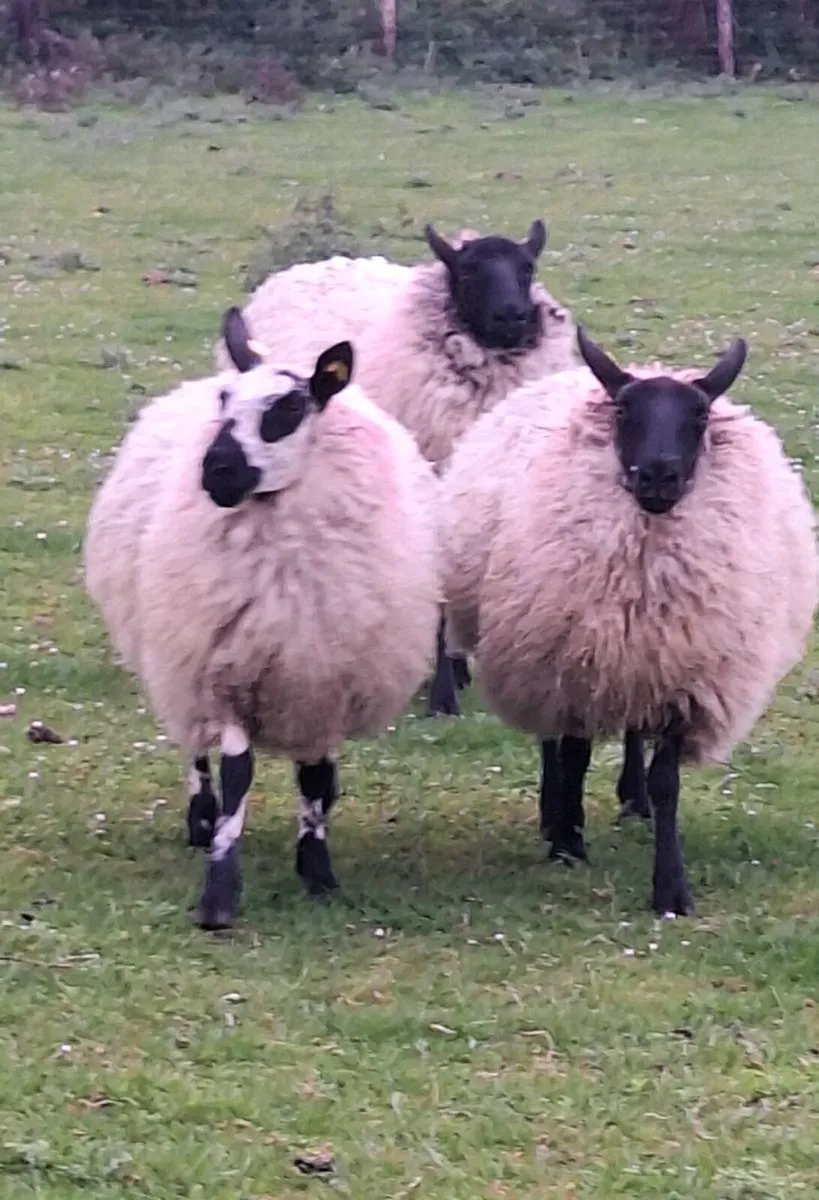 Lovely Ewe Hoggets - Image 2