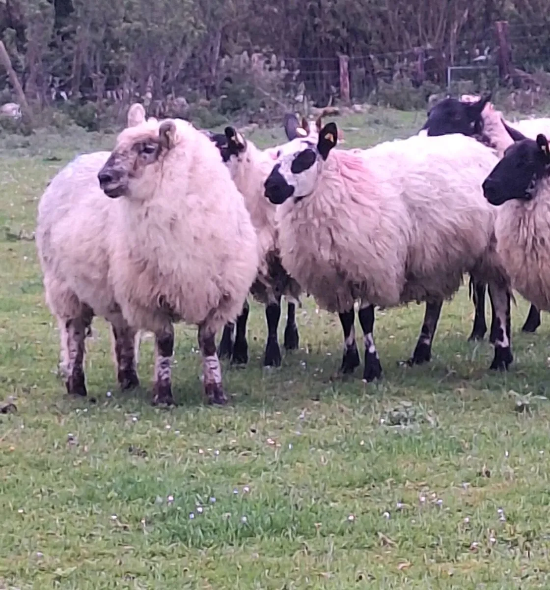 Lovely Ewe Hoggets - Image 1
