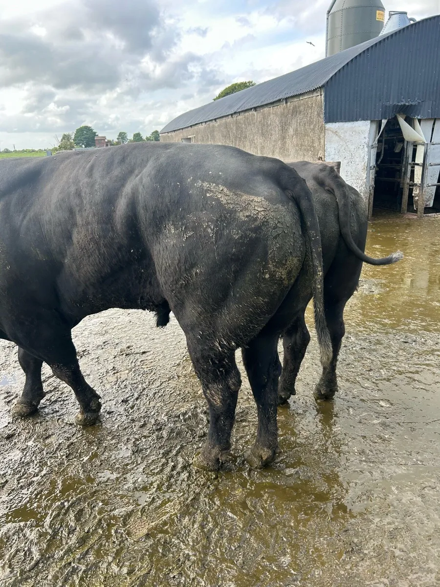 Angus bull - Image 1