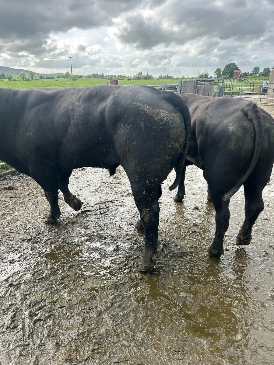 Angus bull - Image 4