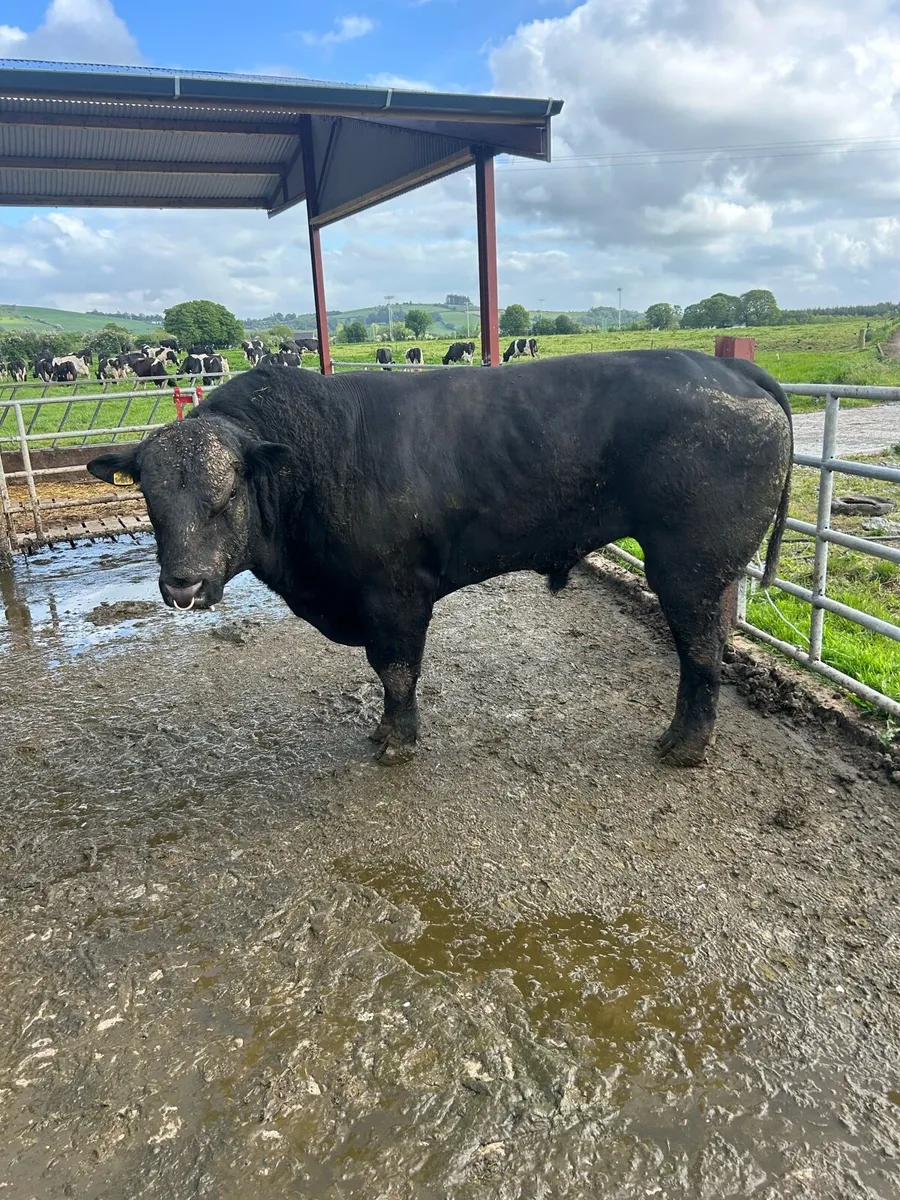 Angus bull - Image 2