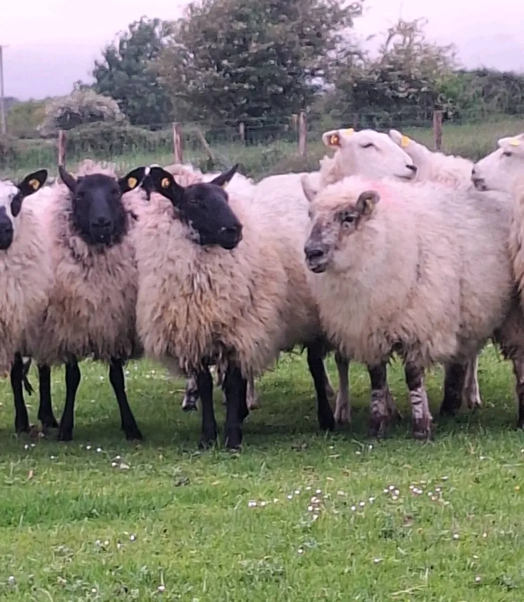 Lovely Ewe Hoggets - Image 3