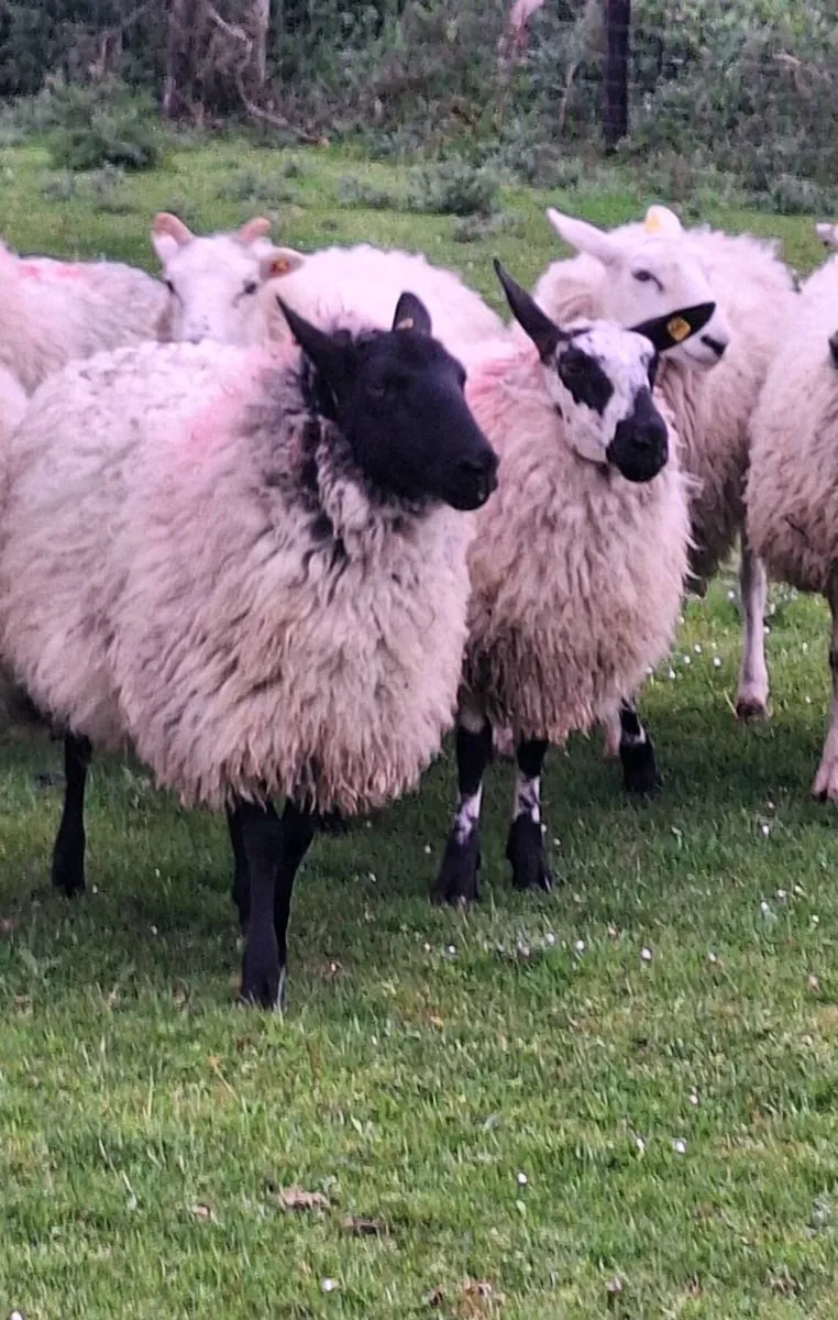 Lovely Ewe Hoggets - Image 4