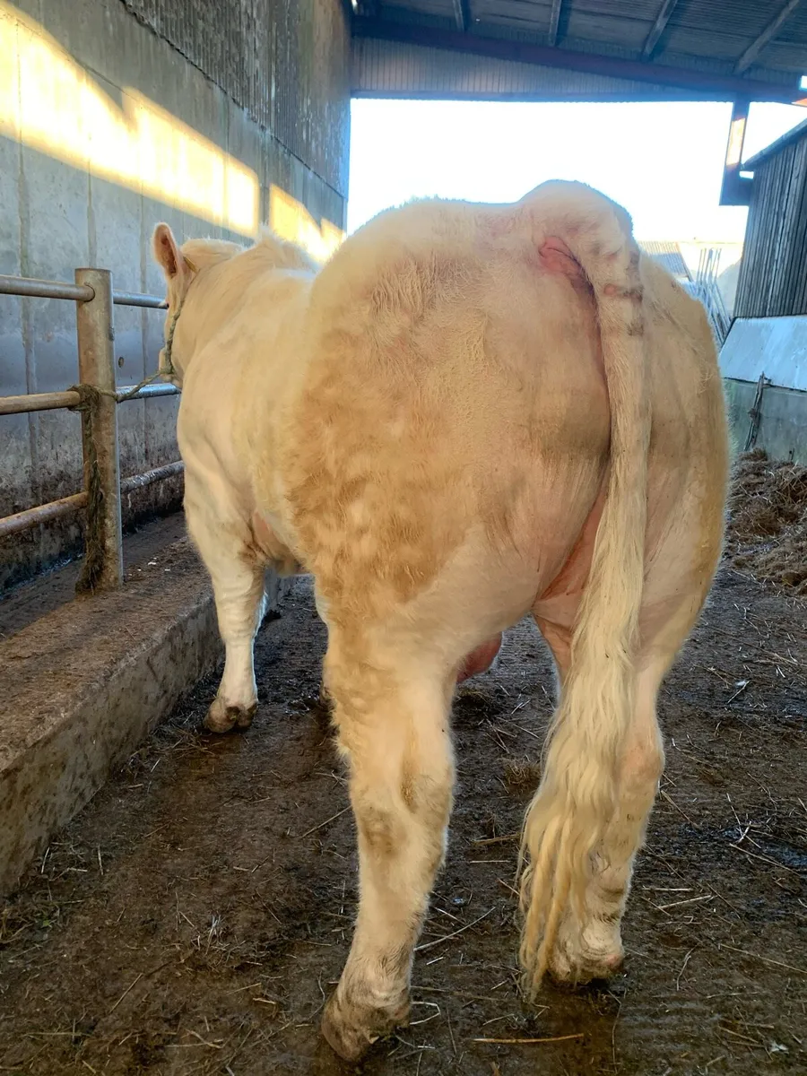 Charolais bull