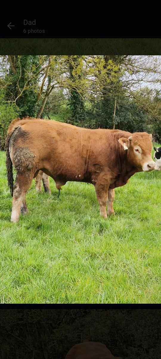 Limousine Bull - Image 1