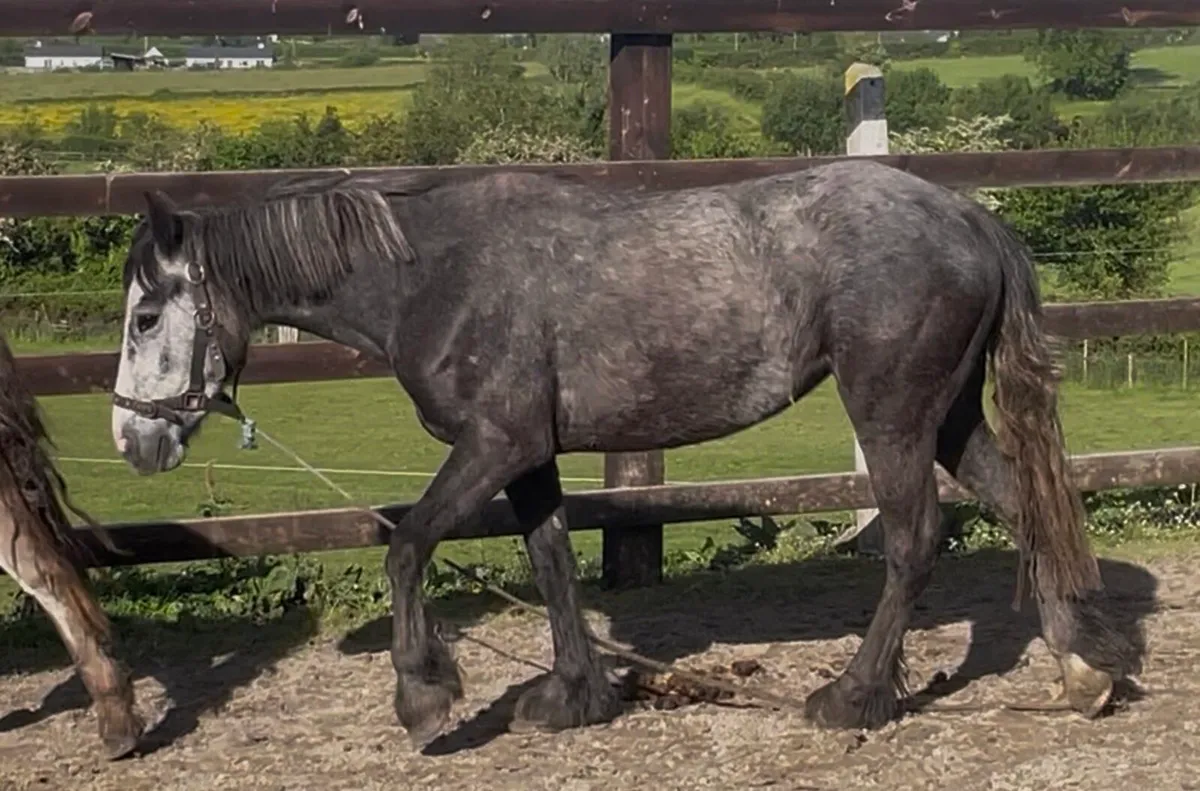 12.2hh mare pony 4 years old (unbroken) - Image 2