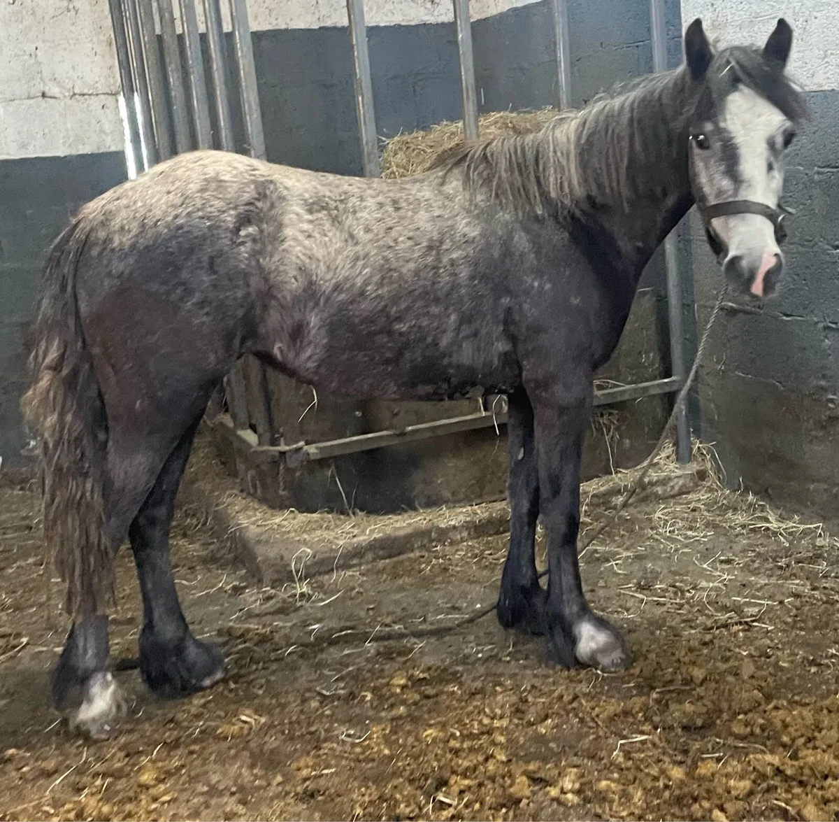 12.2hh mare pony 4 years old (unbroken) - Image 4