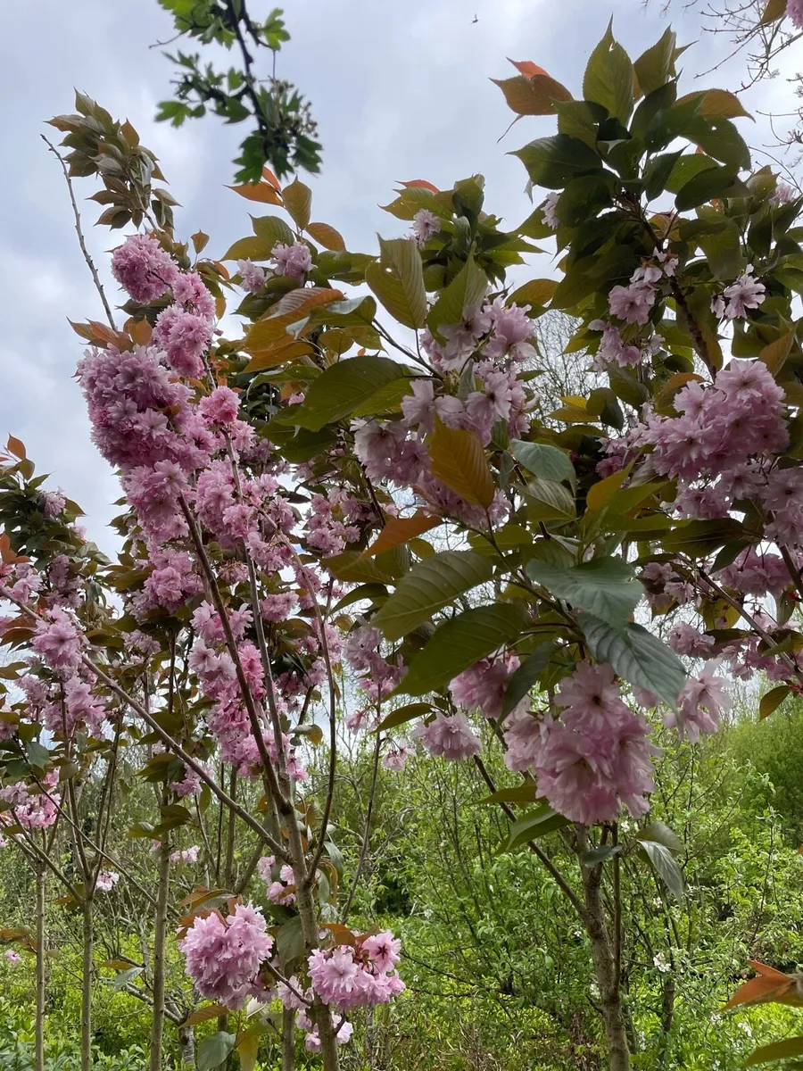 Pink Cherry Trees - Image 1