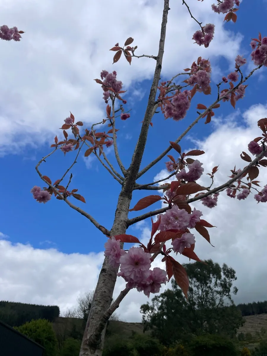 Pink Cherry Trees - Image 2