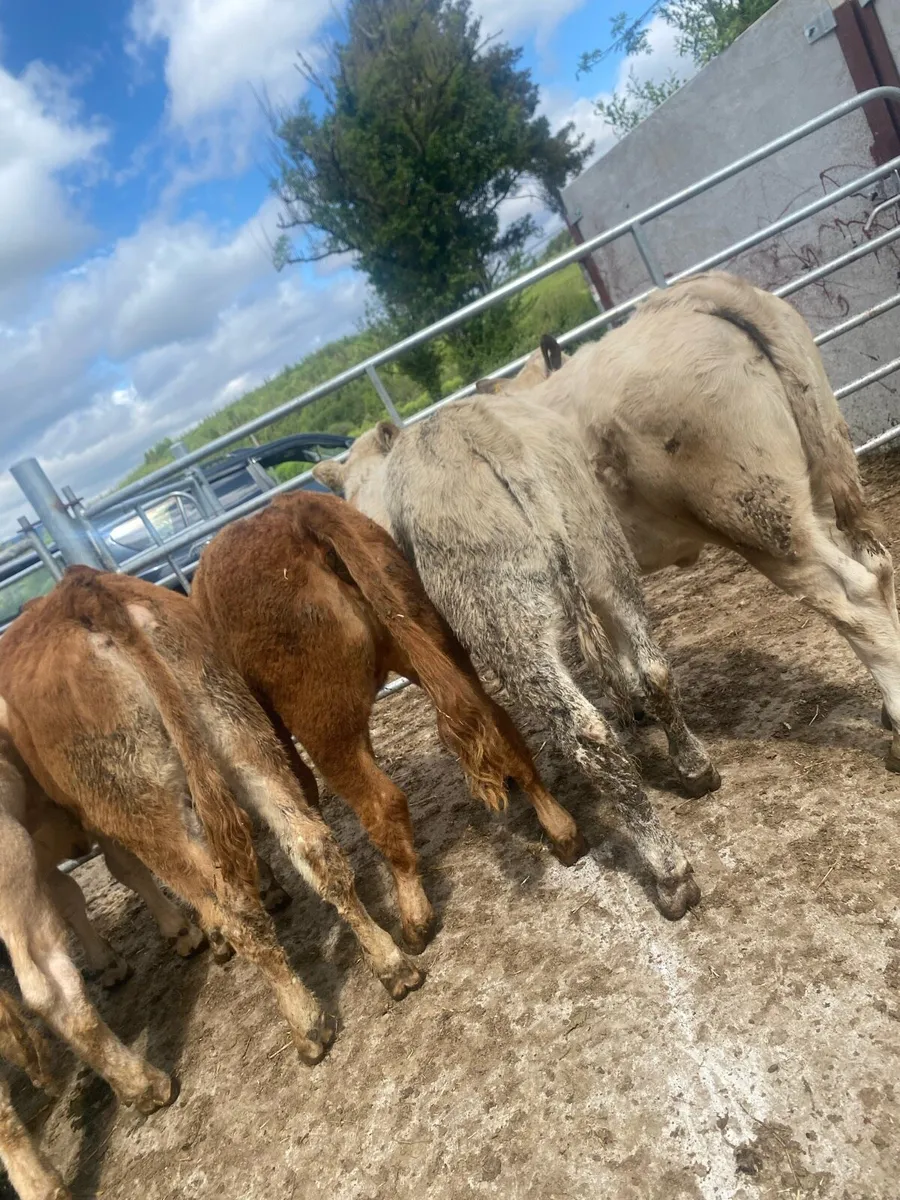 6 super suckler bred heifer weanlings - Image 4