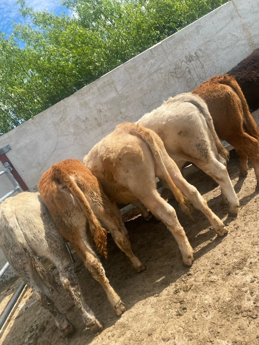6 super suckler bred heifer weanlings - Image 1