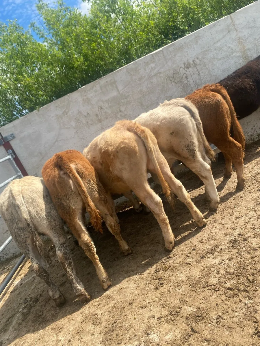 6 super suckler bred heifer weanlings - Image 2