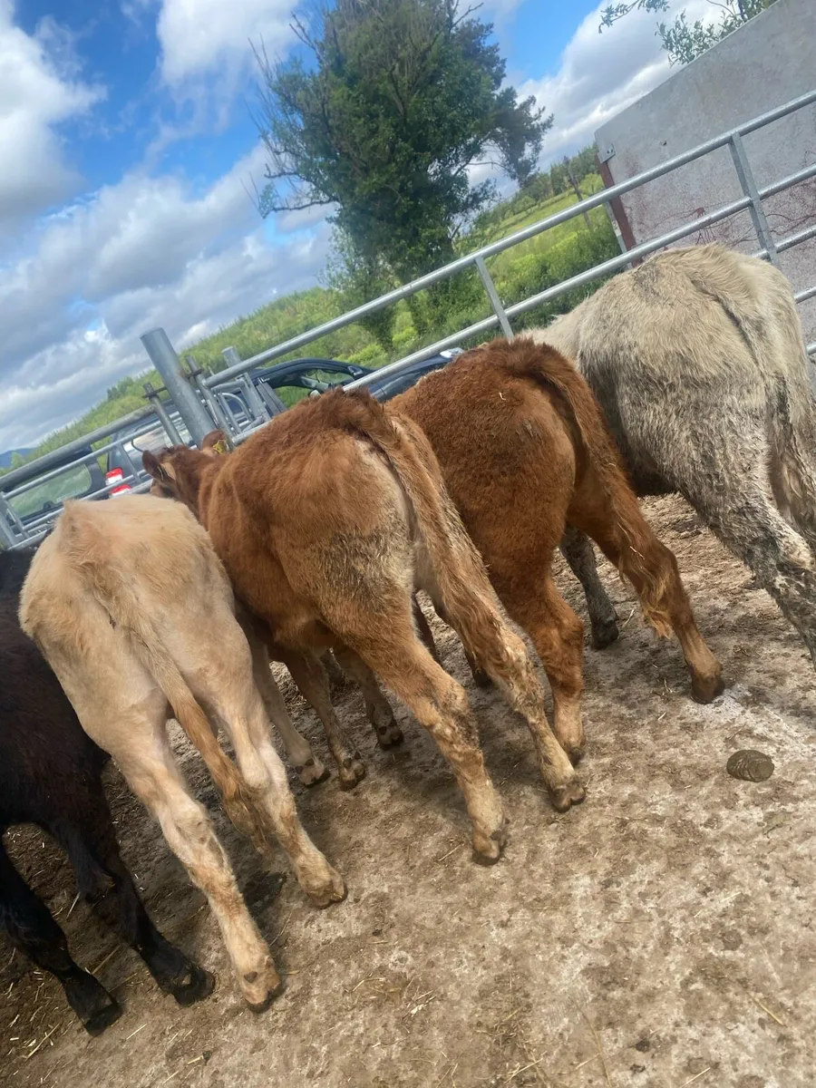 6 super suckler bred heifer weanlings - Image 3