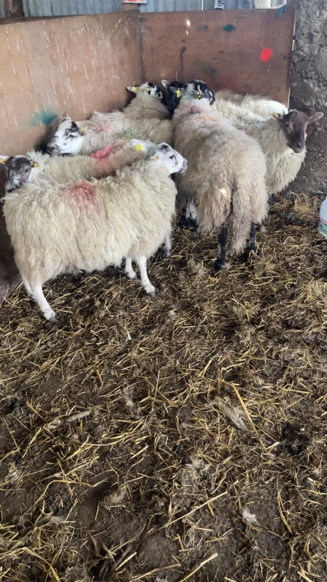 Mountain Hogget ewes - Image 1