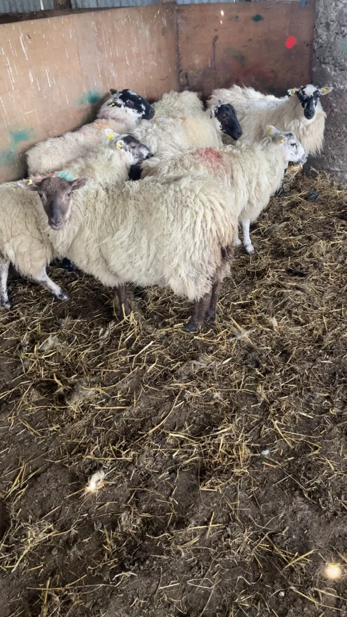 Mountain Hogget ewes - Image 2