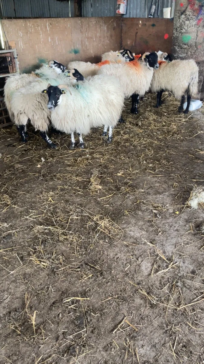 Mountain Hogget ewes - Image 4