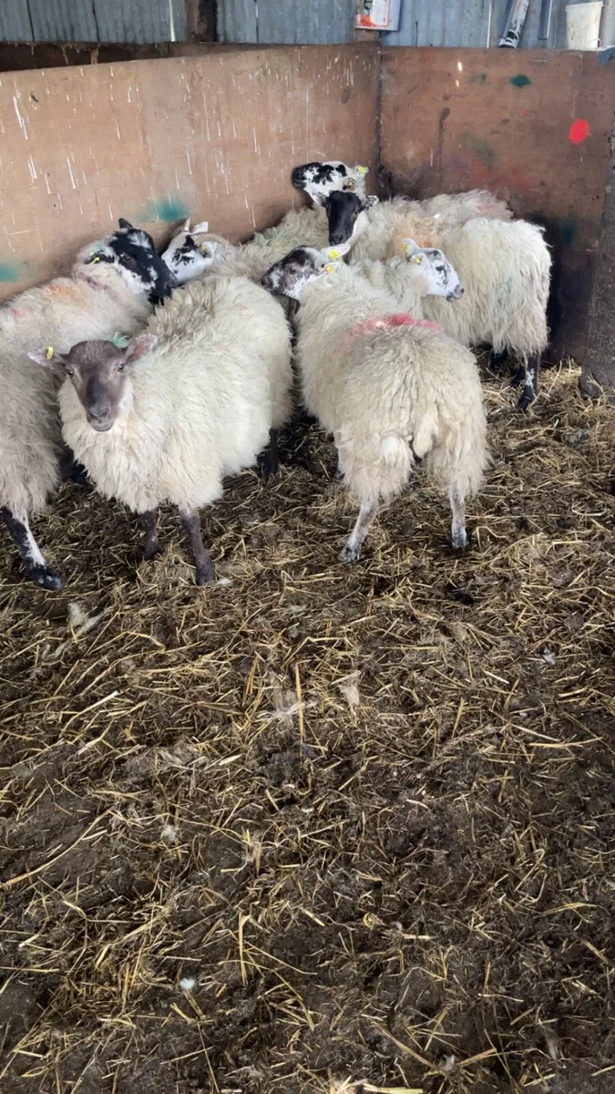 Mountain Hogget ewes - Image 3