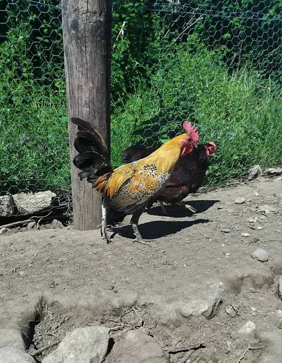 Rhode Island red and Oxford miniature game bantams - Image 1