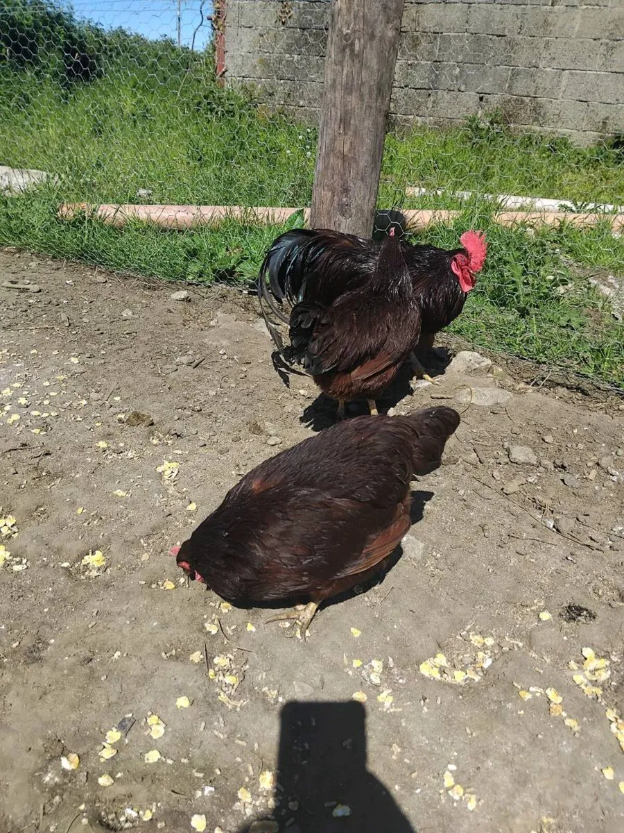 Rhode Island red and Oxford miniature game bantams - Image 3
