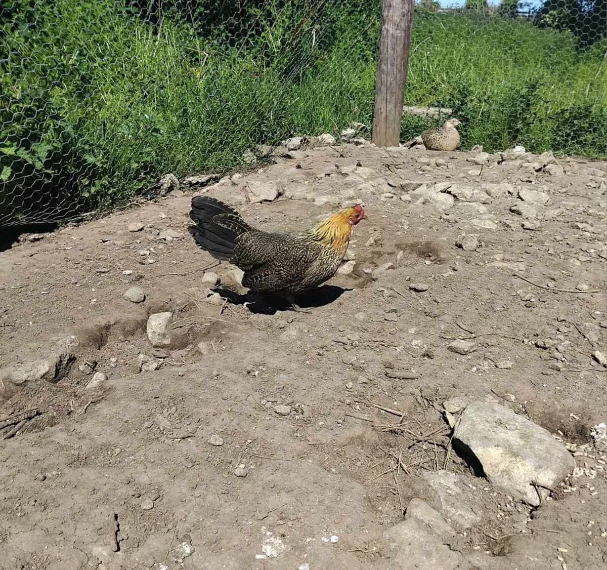 Rhode Island red and Oxford miniature game bantams - Image 2