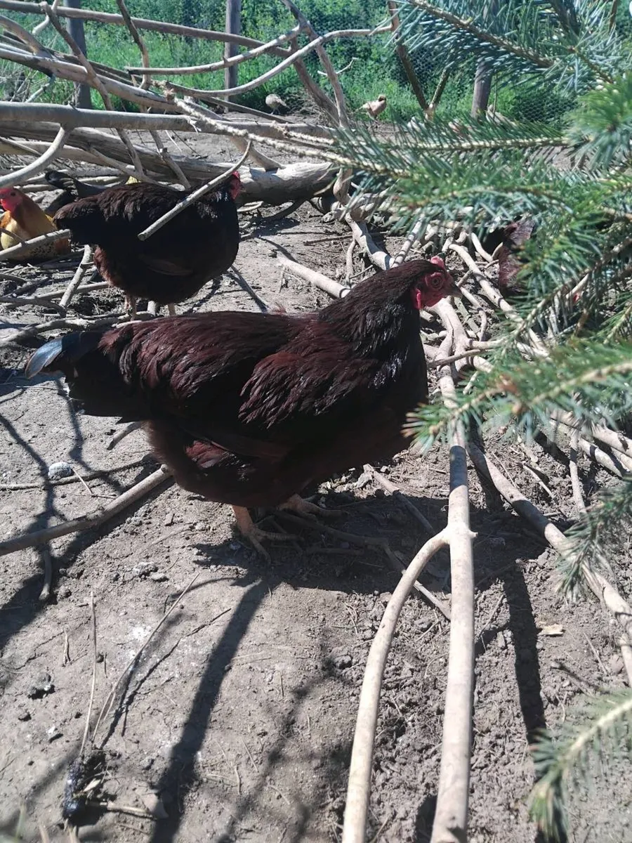 Rhode Island red and Oxford miniature game bantams - Image 4