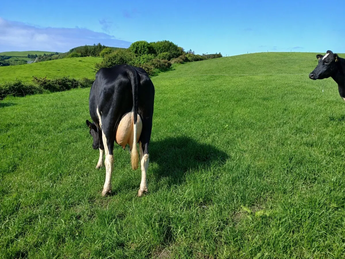 4 Milking Cows - Image 1