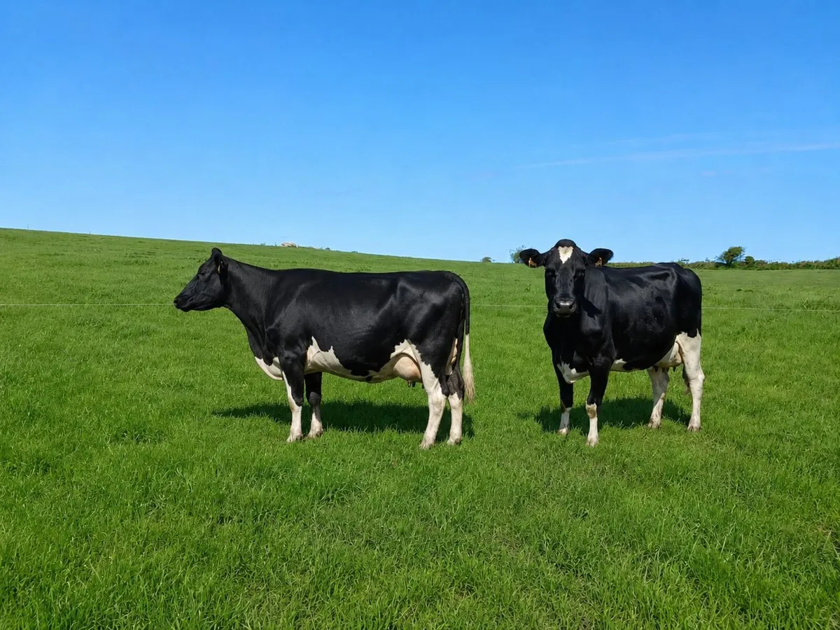 4 Milking Cows - Image 2