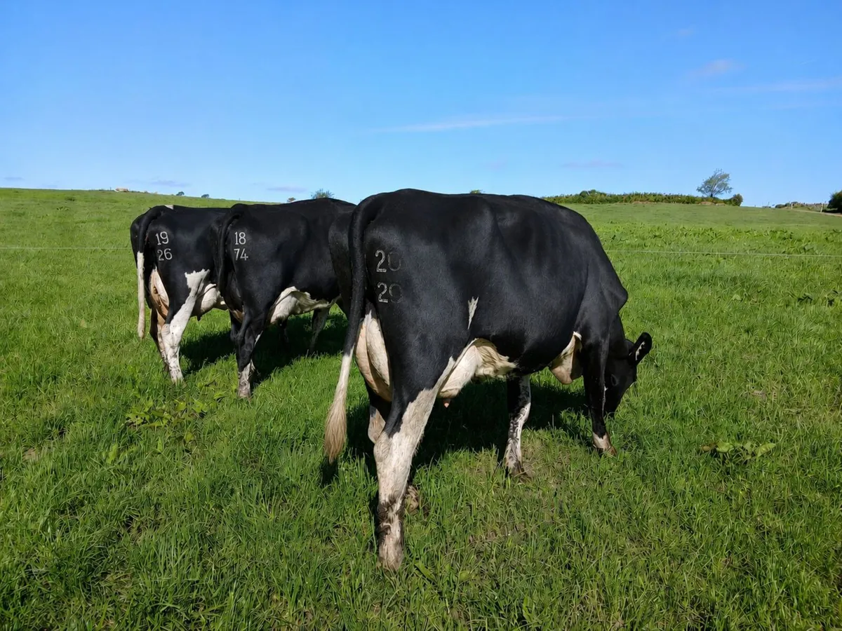 4 Milking Cows - Image 3