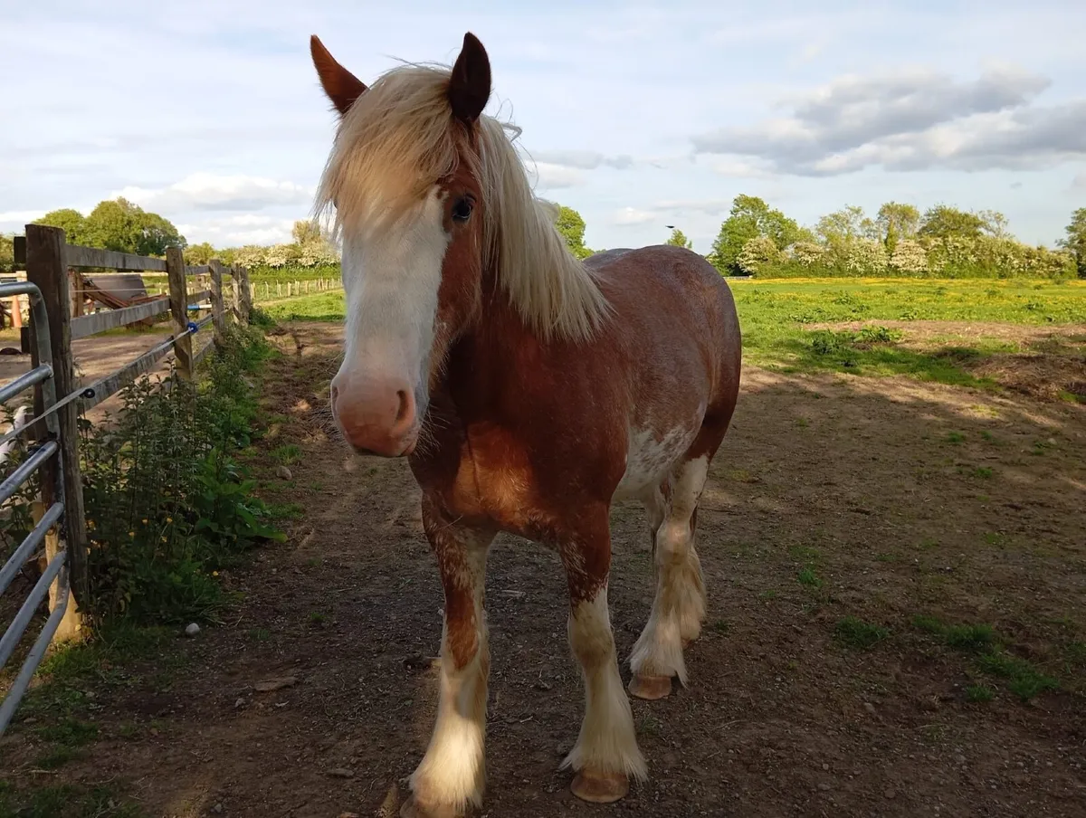 Horse - Image 2
