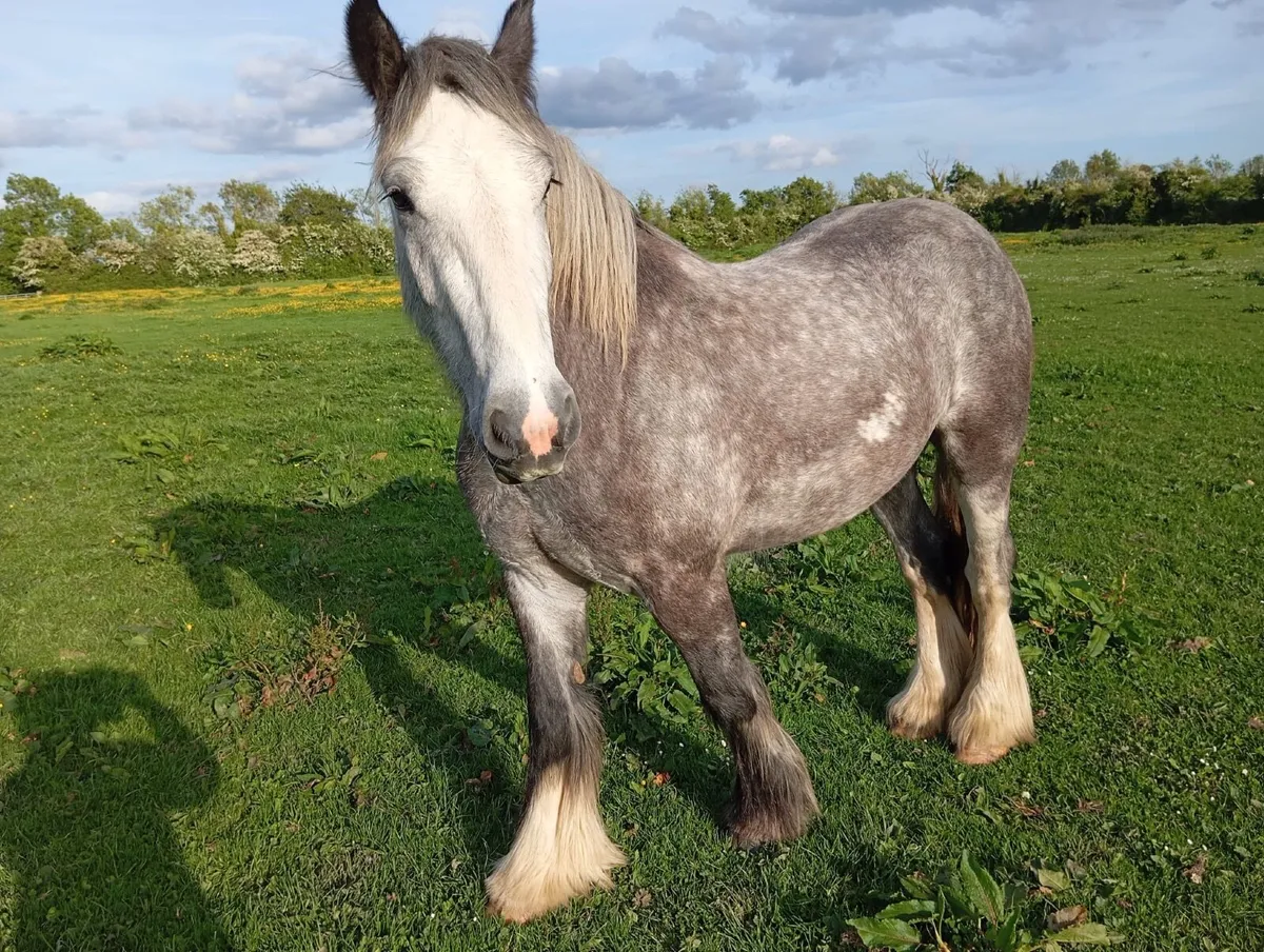 Horse - Image 3