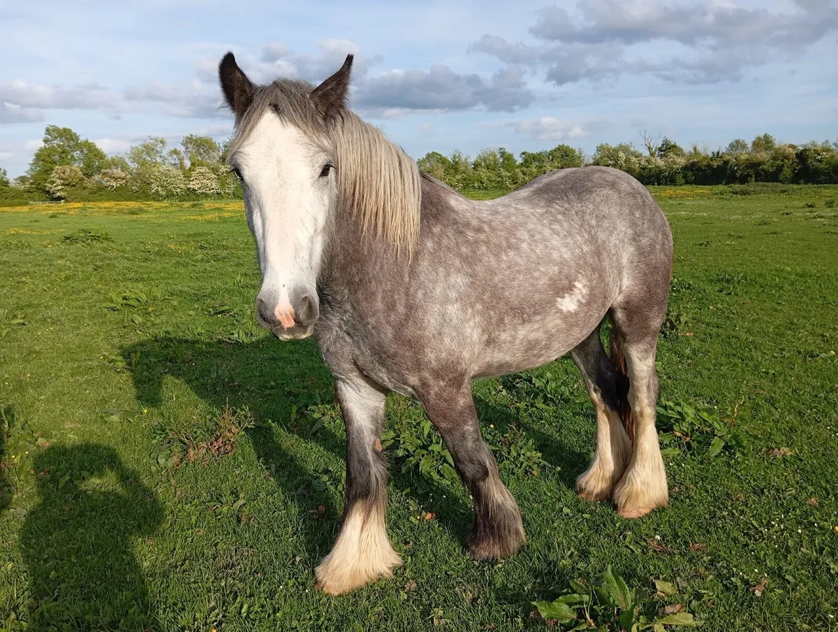 Horse - Image 4