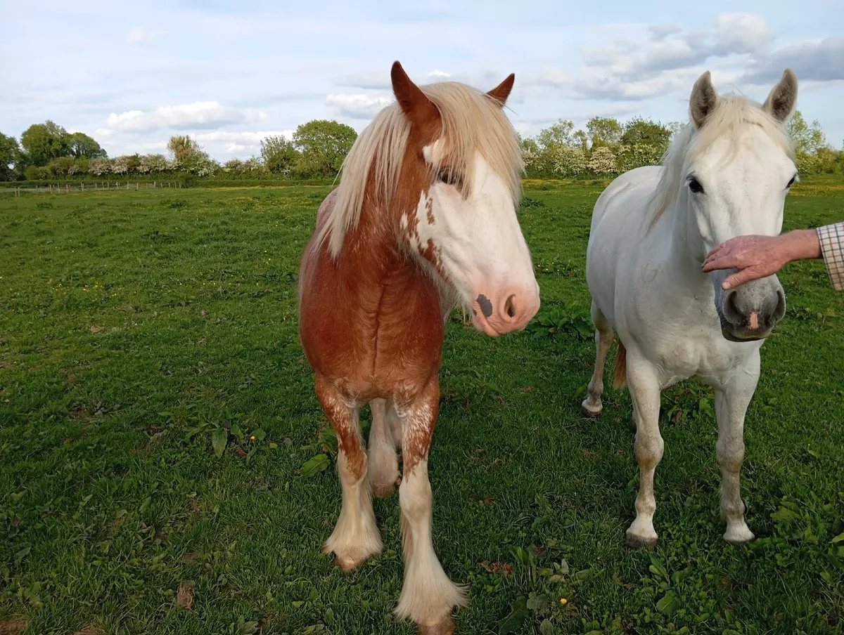 Horse - Image 1