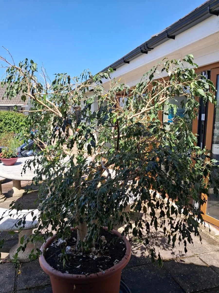 weeping fig tree - Image 1