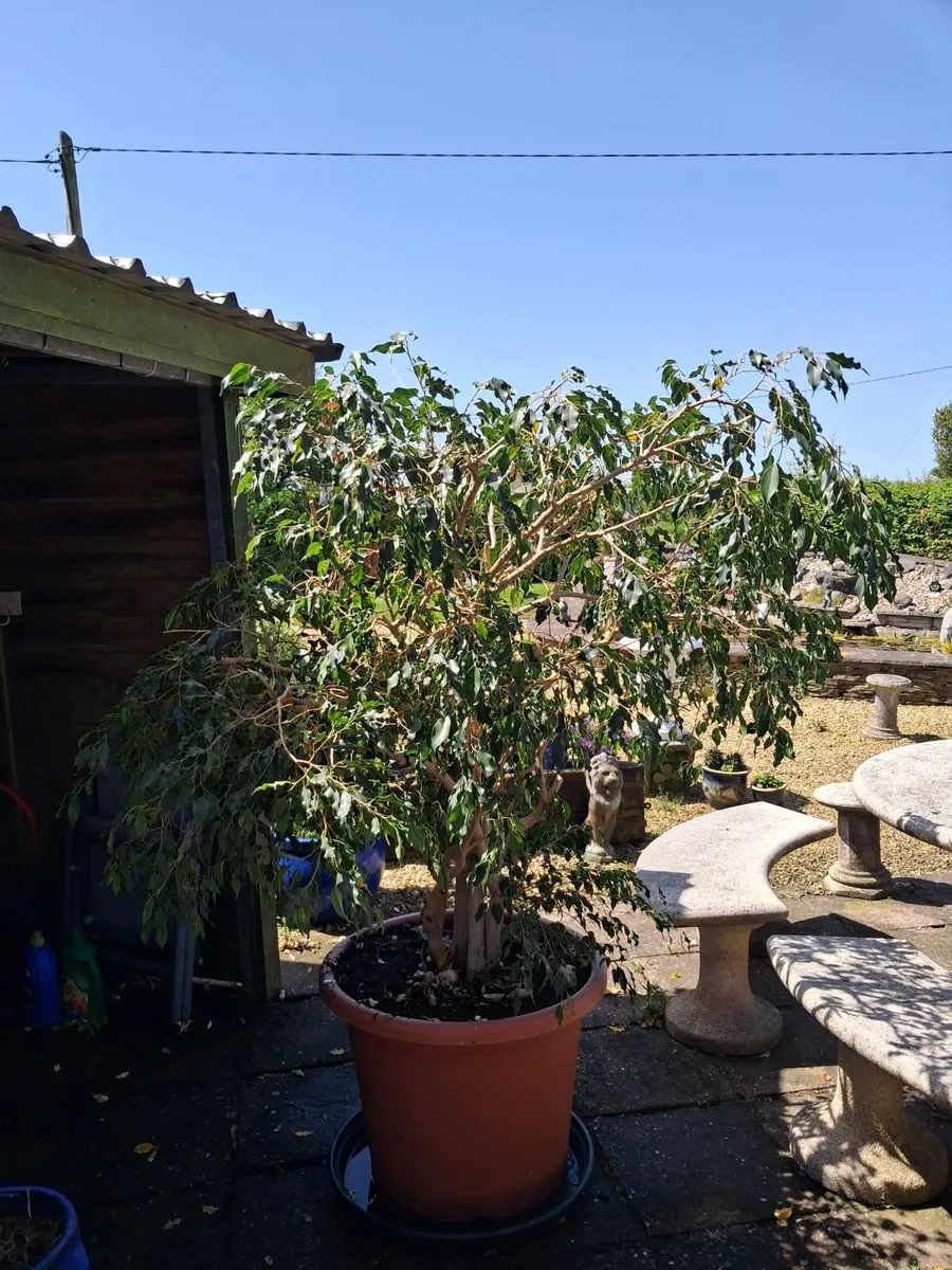 weeping fig tree - Image 2