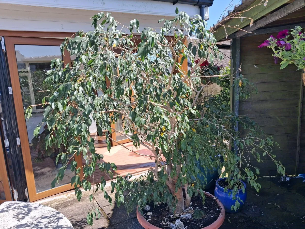 weeping fig tree - Image 3