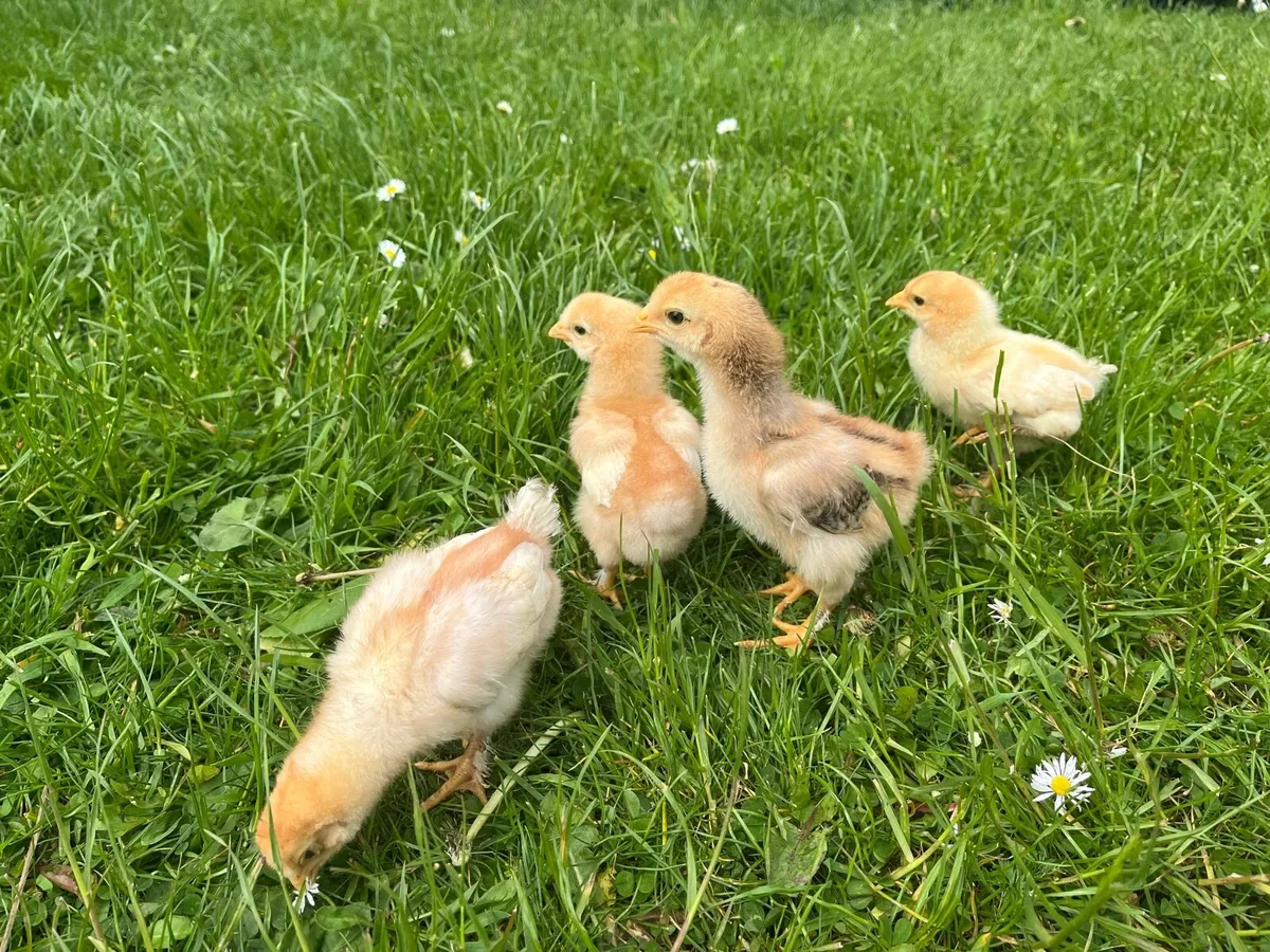 4 Red Layer x Brahma Chicks + male quail - Image 1