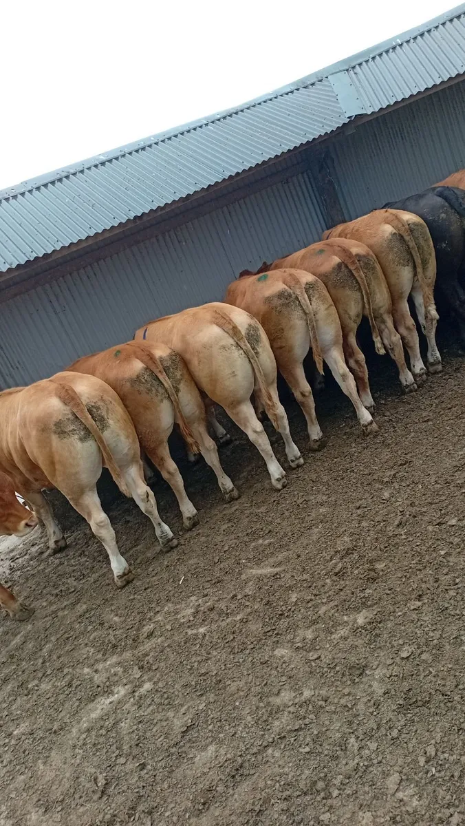Super bullocks and cull cows ennis mart 28th - Image 4