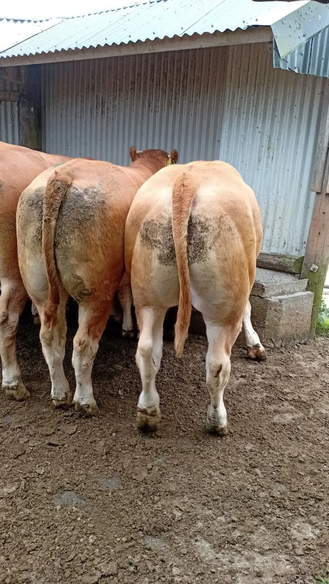 Super bullocks and cull cows ennis mart 28th - Image 3