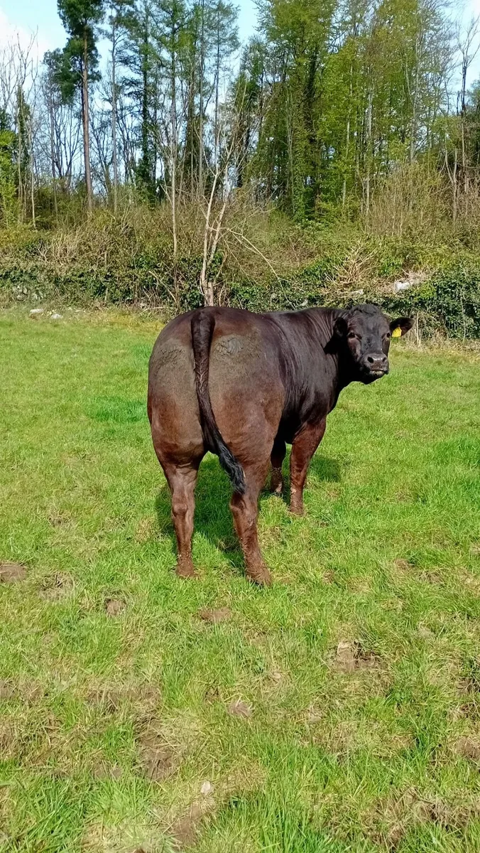 Super bullocks and cull cows ennis mart 28th - Image 1