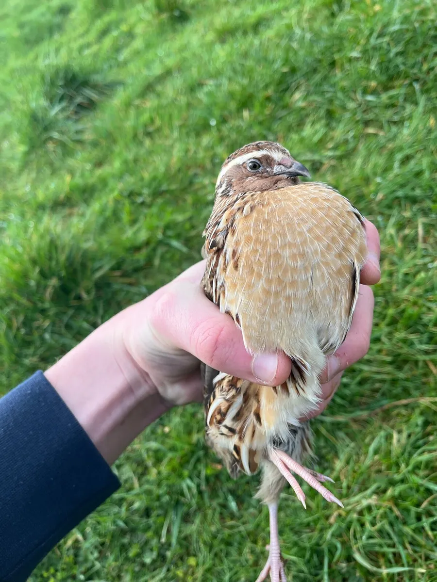 4 Red Layer x Brahma Chicks + male quail - Image 2