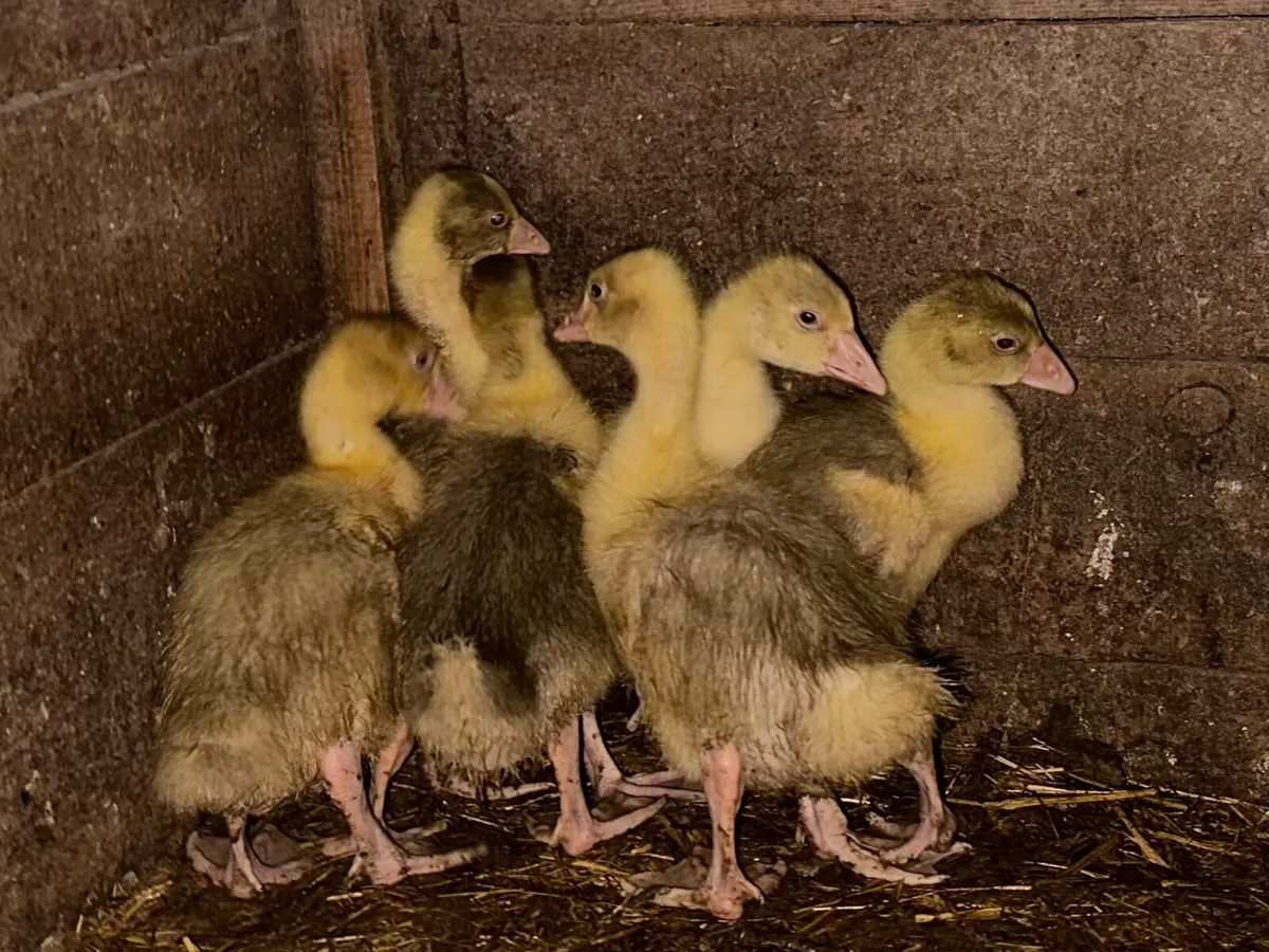 Goslings - Image 2