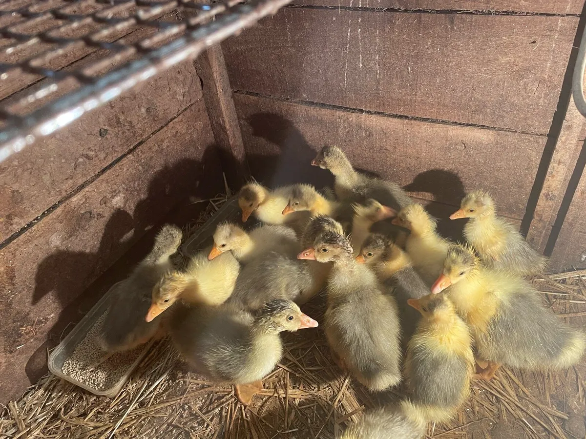Goslings - Image 3